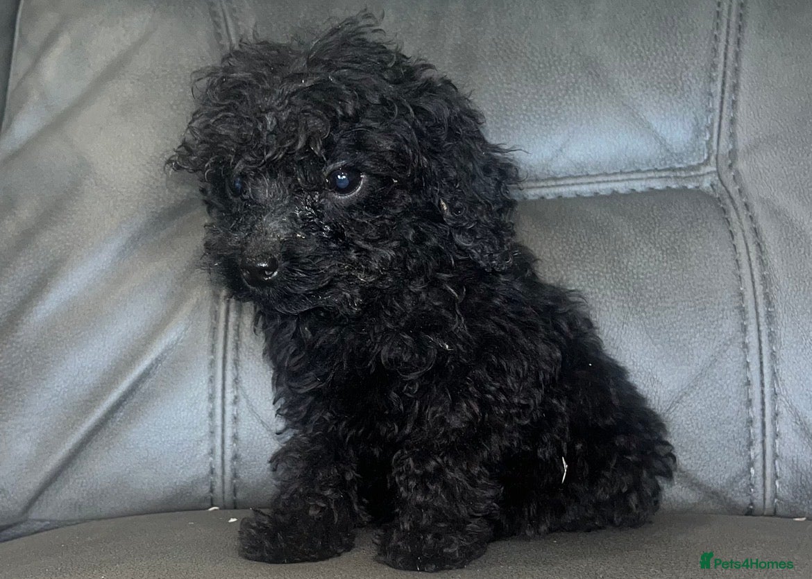 Cockapoo dogs 🐶F2 cockapoos 🐶 - Advert 2