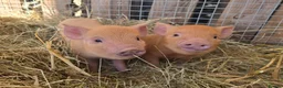 Pig livestock for sale: 🐷 MINI PIGLETS LOOKING FOR THEIR FOREVER HOMES 🐷 - Advert 9