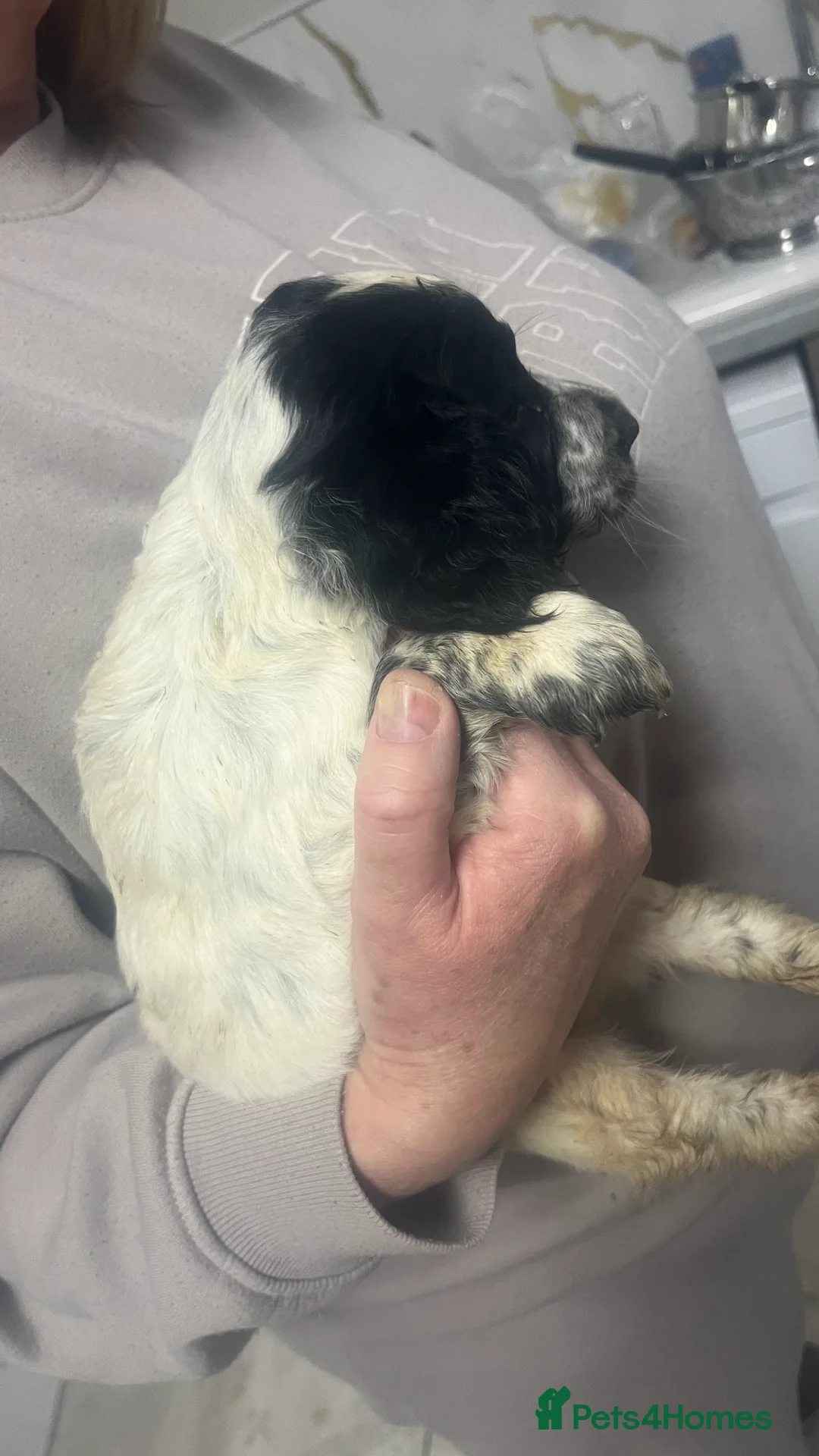 Sprocker dogs for sale: 5 sprocker spaniels  - Advert 5