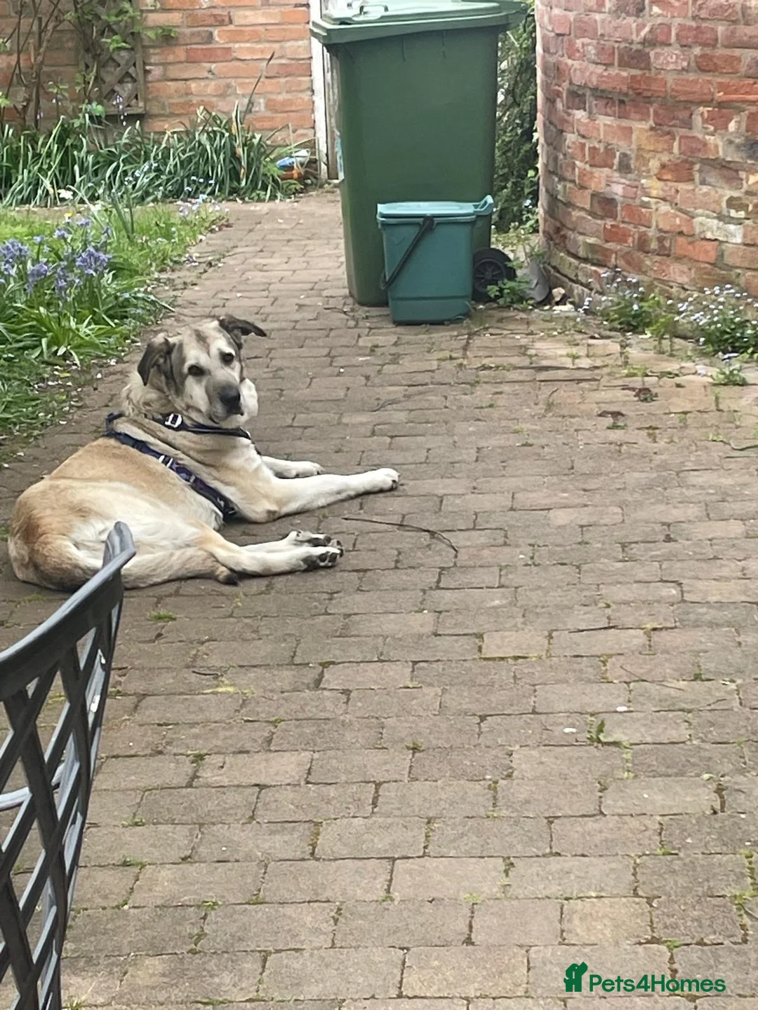 Mixed Breed dogs for adoption: Lovely Lara 🩷🐾 in Hengoed - Advert 4