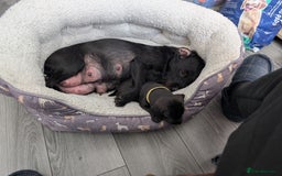 Patterdale Terrier dogs for sale: Patterdale pups for sale  - Image 2