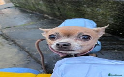 Chihuahua dogs for sale: Chihuahua Adult Female  - Image 10