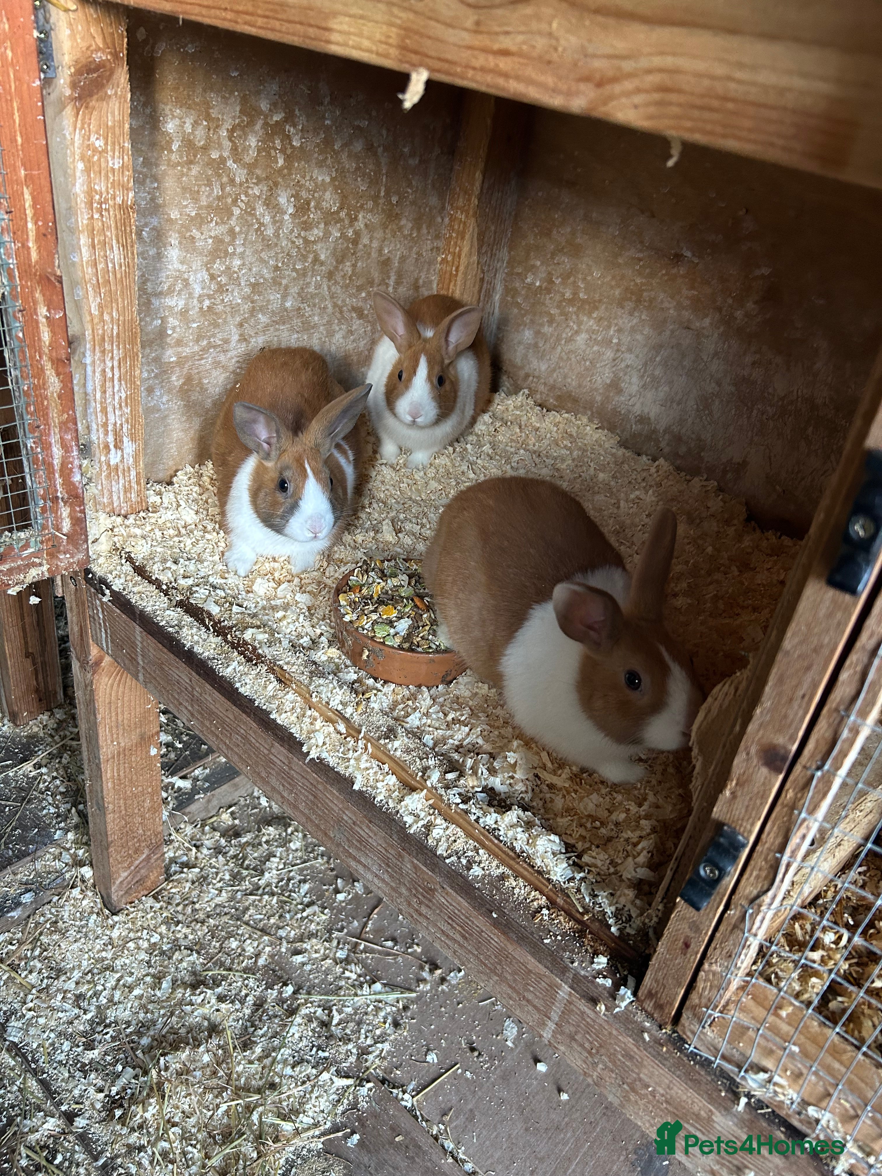 Dutch rabbits Dutch Yellow and white Tort - Advert 13