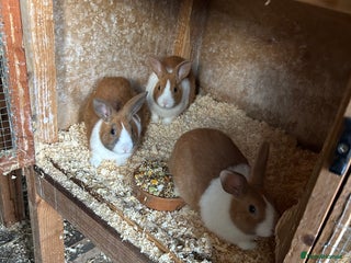 Dutch rabbits for sale: Dutch Yellow and white Tort - Advert 1