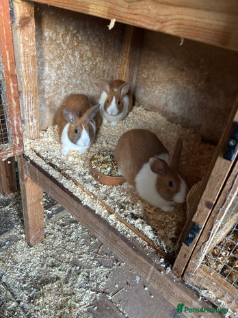 Dutch rabbits Dutch Yellow and white Tort - Advert 1