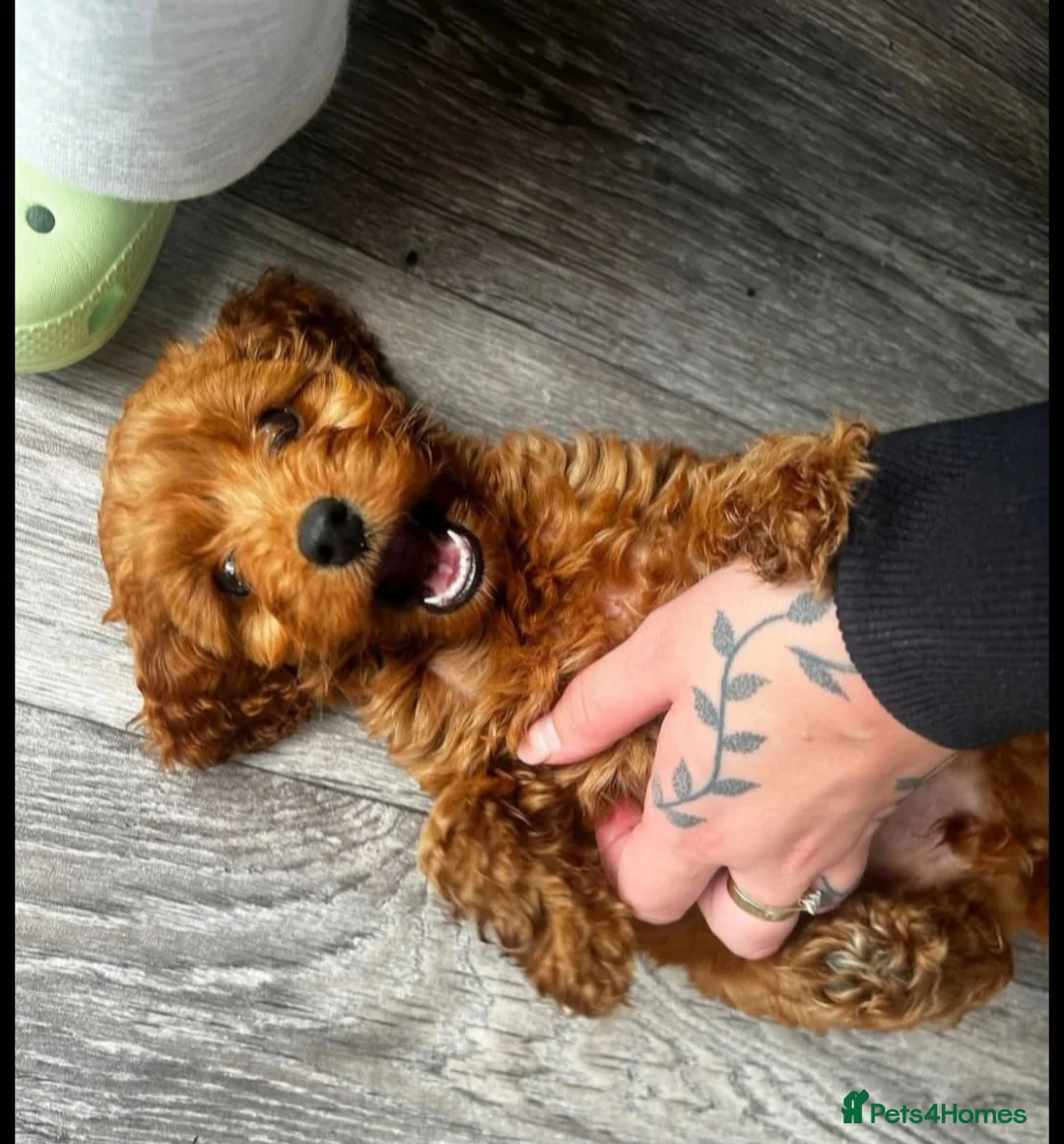 Cockapoo dogs for sale: F1 Dark Fox Red Puppies  - Advert 1