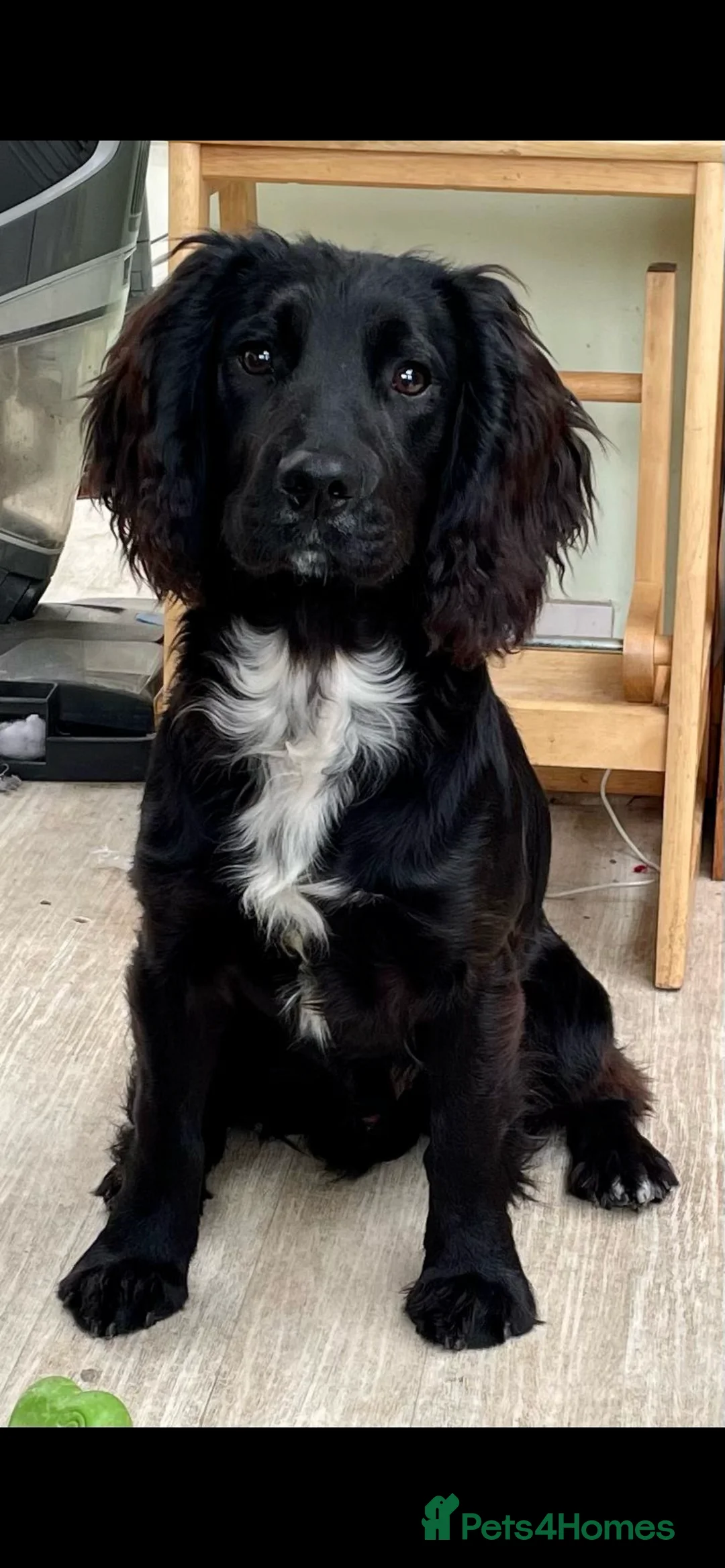 Cocker Spaniel dogs for stud: Working Cocker Spaniel available for Stud  in Chelmsford - Advert 18