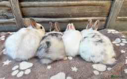 Netherland Dwarf rabbits for sale: Gorgeous Netherland dwarf bunnies  - Image 10