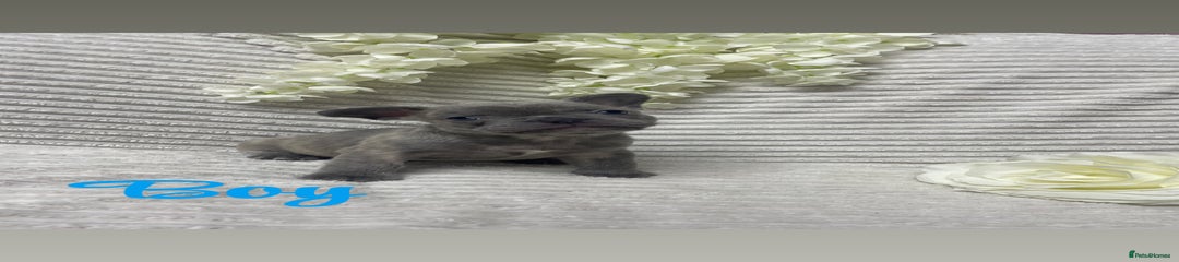 French Bulldog Puppy 5