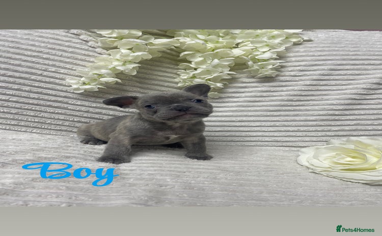 French Bulldog dogs - Advert 13