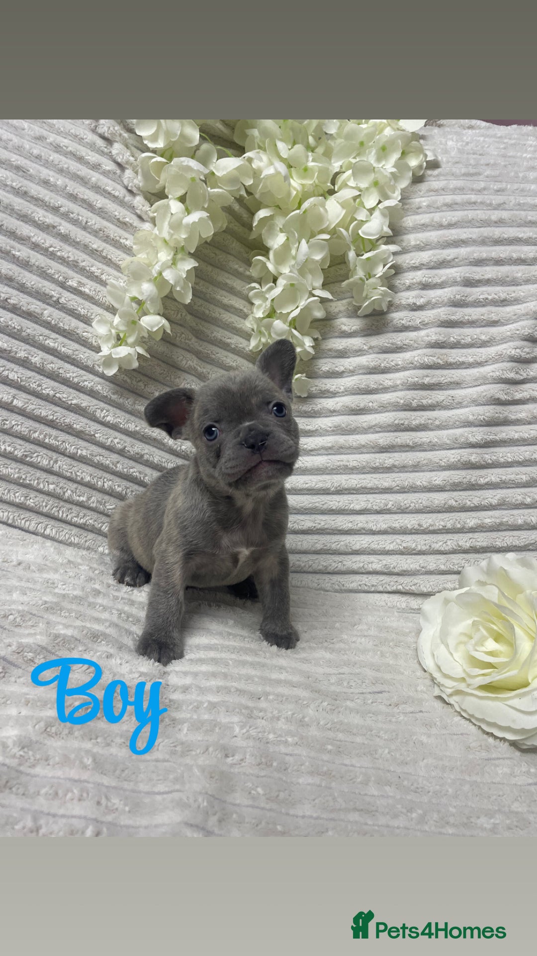 French Bulldog dogs for sale: 🐾 French Bulldog Puppies, Lola & Luna Litters 🐾 - Image 1