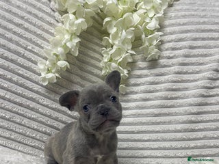 French Bulldog dogs - Advert 15
