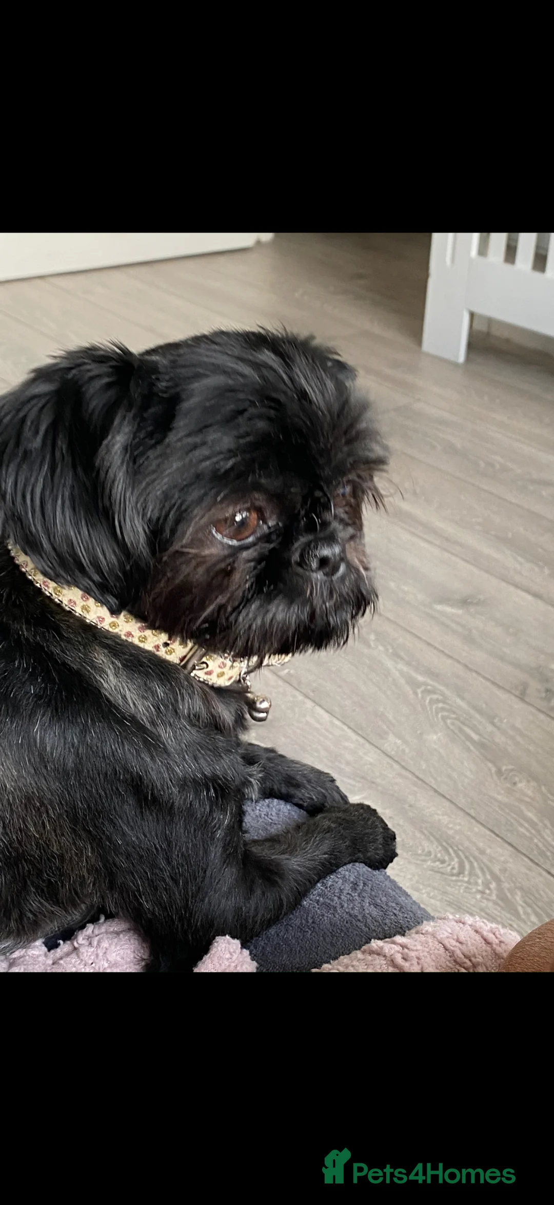 Shih Tzu dogs for sale: Shihtzu babies - Advert 2