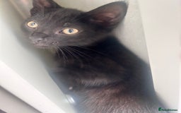 Mixed Breed cats for sale: 5 beautiful kittens ready for a new loving home  - Image 16