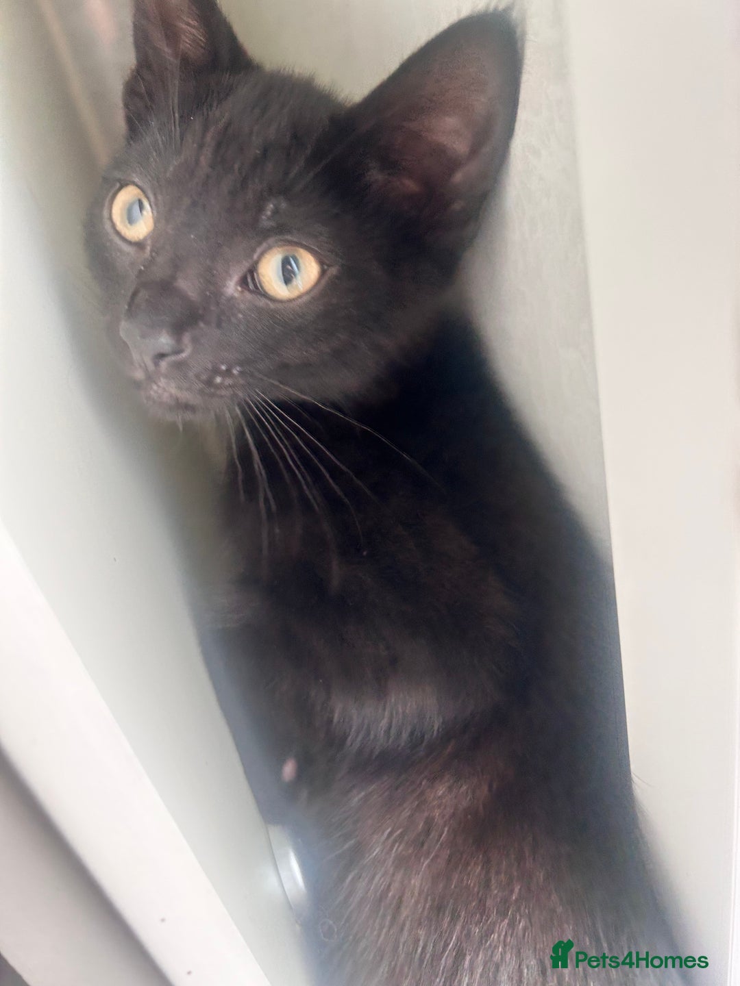 Mixed Breed cats for sale: 5 beautiful kittens ready for a new loving home  - Image 16