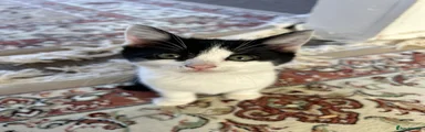 British Shorthair 2
