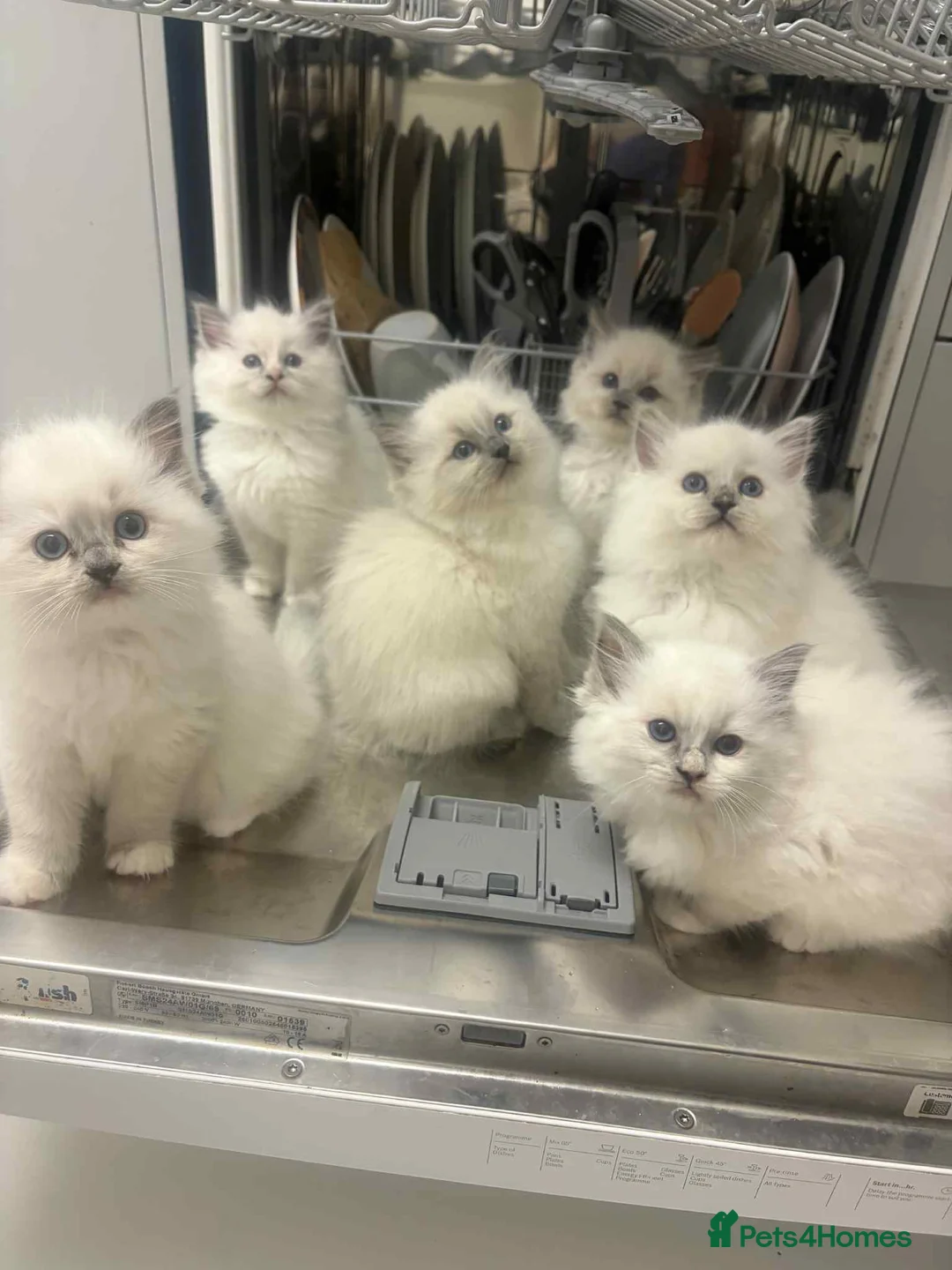 Ragdoll cats for sale: Pure breed Ragdoll male cat in London - Advert 11