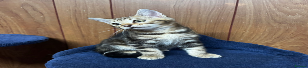 Kitten 2 - Black / Brown (Male)