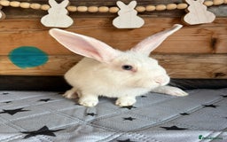 Mixed Breed rabbits for sale: 2 baby bunnies ready for new homes - Image 7