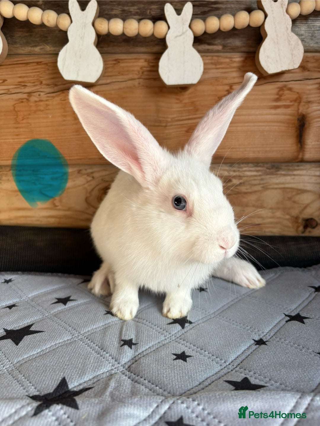 Mixed Breed rabbits for sale: 2 baby bunnies ready for new homes - Image 7