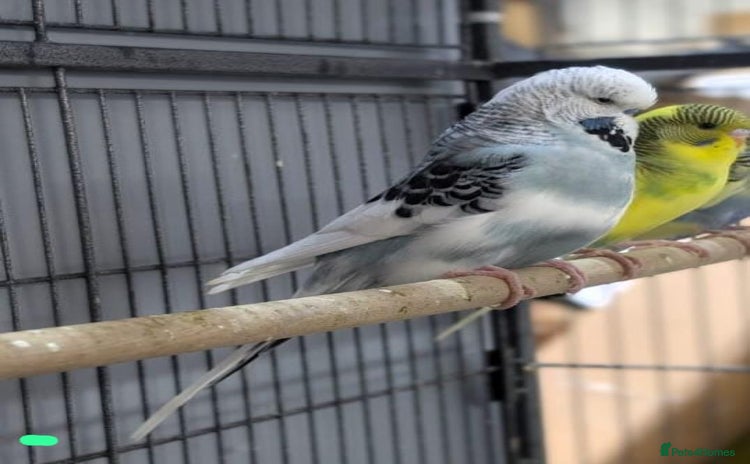 Budgerigars birds - Advert 13