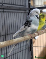 Budgerigars birds - Advert 6