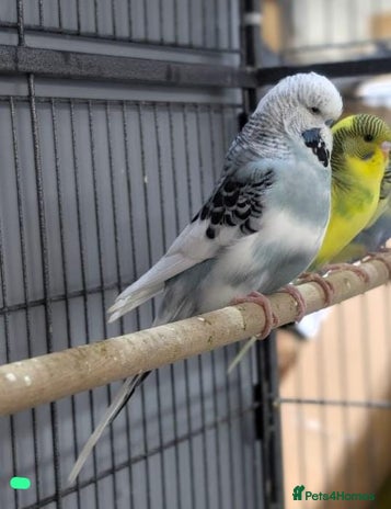 Budgerigars birds - Advert 13