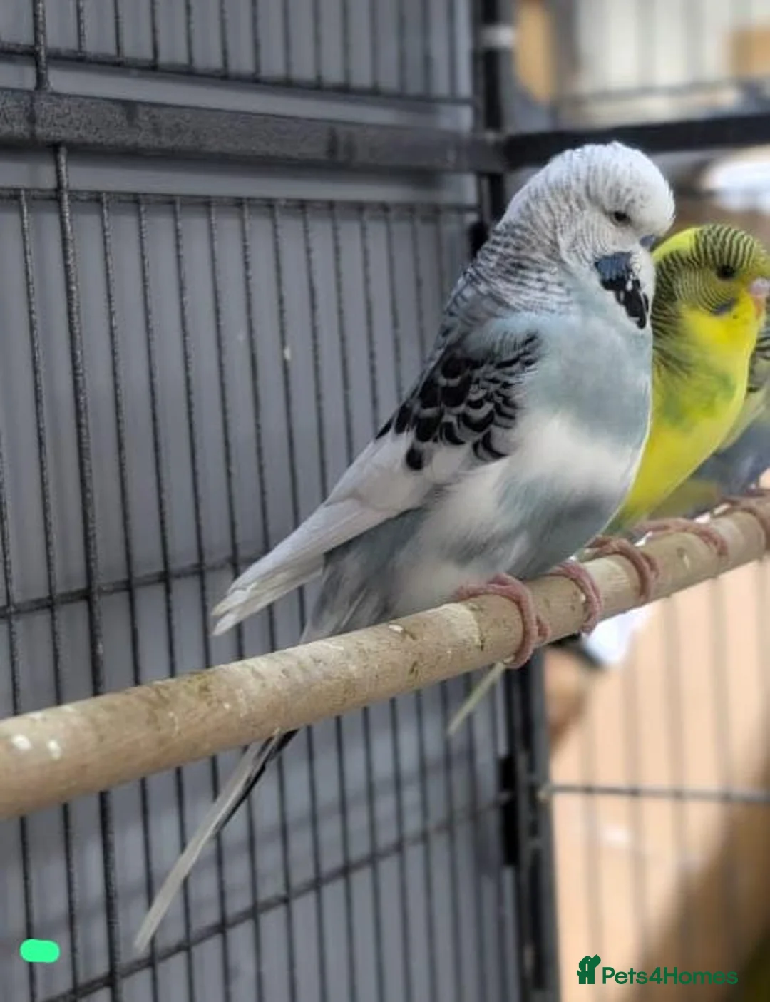 Budgerigars birds for sale: Lovely Group of Budgies  - Advert 2