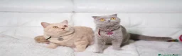 Mixed Breed cats for sale: BRITISH SHORTHAIR X SCOTTISH FOLD KITTEN - Advert 8