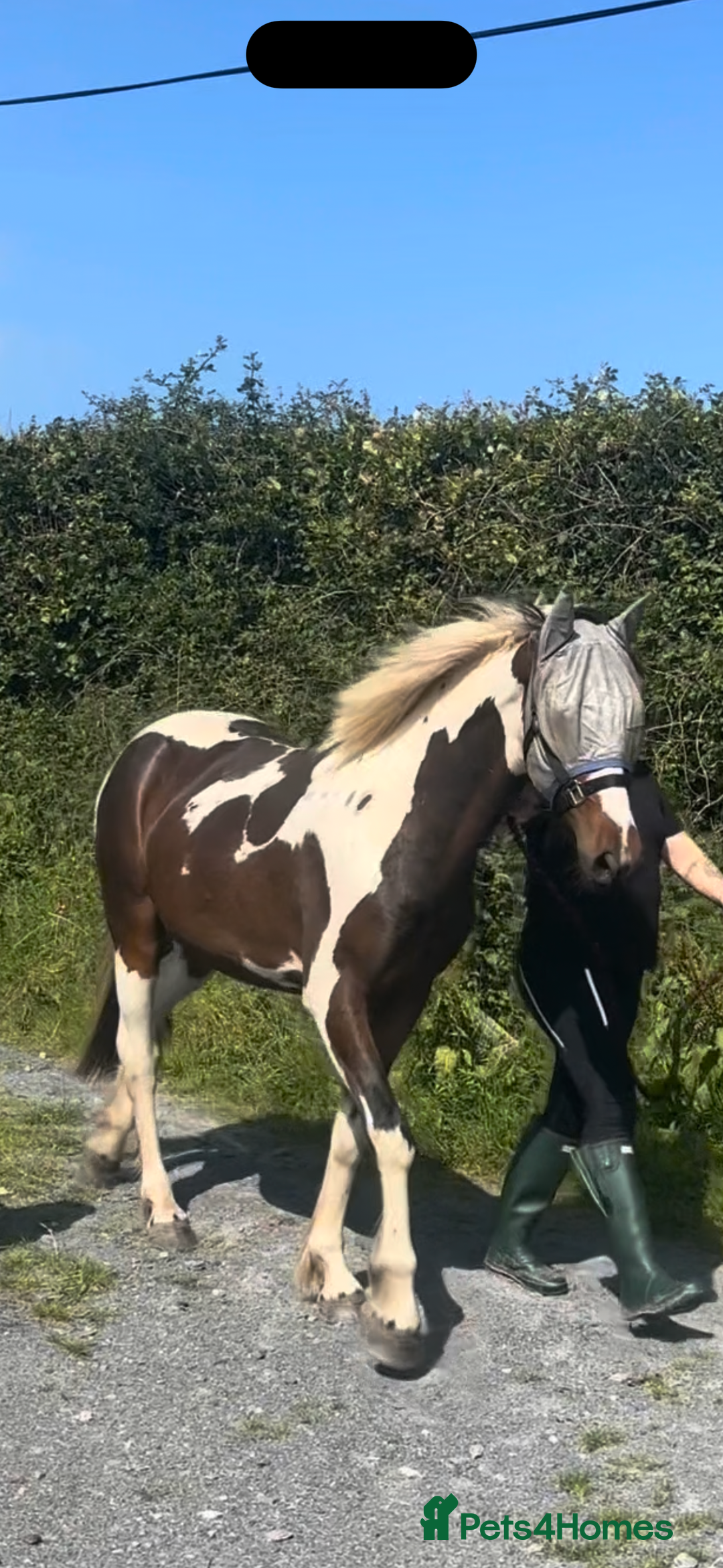Appaloosa horses for sale: Rodney 14.1/2 2 Year old gelding Appaloosa X Cob - Advert 11