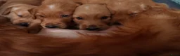 Golden Retriever dogs for sale: KC reg working golden retriever boys  - Advert 8