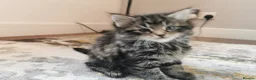 Mixed Breed cats for sale: Absolutely stunning kittens looking for a new home - Advert 9