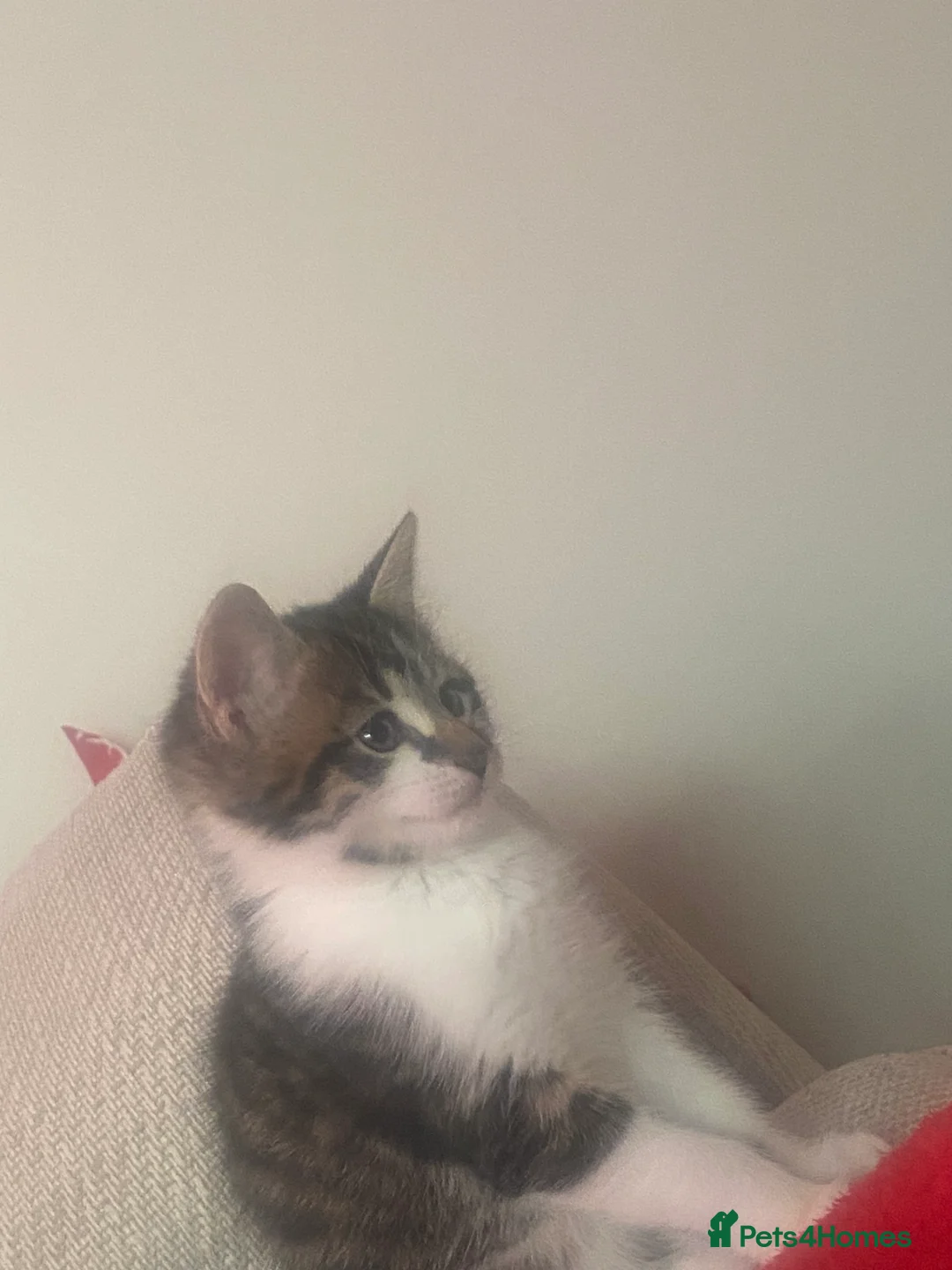 Norwegian Forest Cat cats for sale: Our special boy - Advert 4