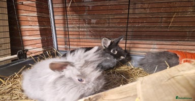 Lionhead rabbits - Advert 11