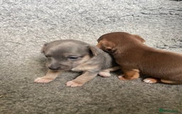 Jack Russell dogs for sale: 🐾 Miniature Jack Russell Puppies 🐾 - Image 11