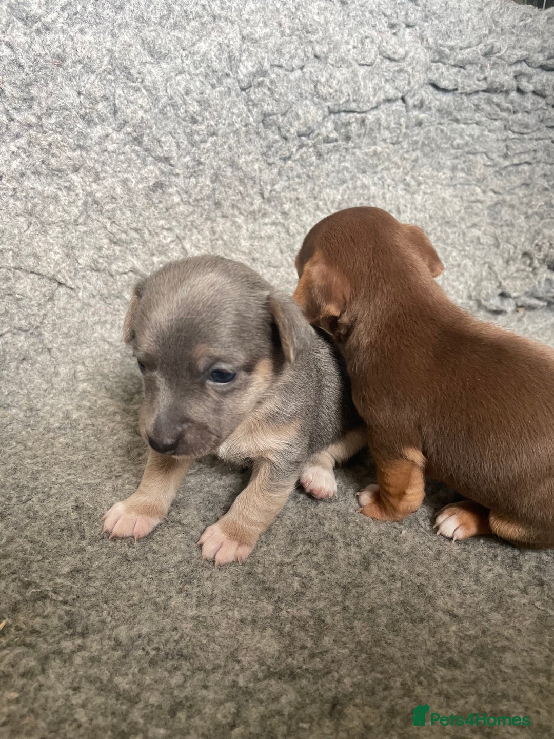 Jack Russell dogs for sale: 🐾 Miniature Jack Russell Puppies 🐾 - Image 11