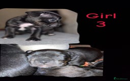 Mixed Breed dogs for sale: Bulldog cross staff - Image 5