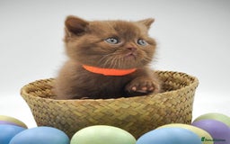 British Shorthair cats for sale: Cinnamon female British shorthair kitten - Image 4