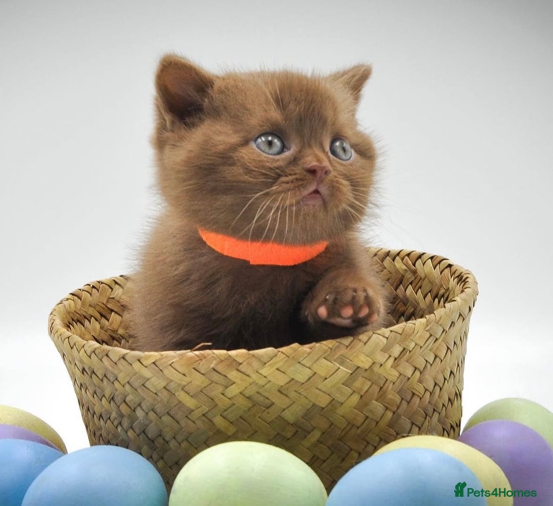 British Shorthair cats for sale: Cinnamon female British shorthair kitten - Image 4