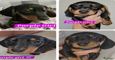 Miniature Dachshund dogs - Advert 3