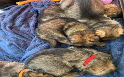 German Shepherd dogs for sale: German shepherd puppies - Stunning - Advert 10