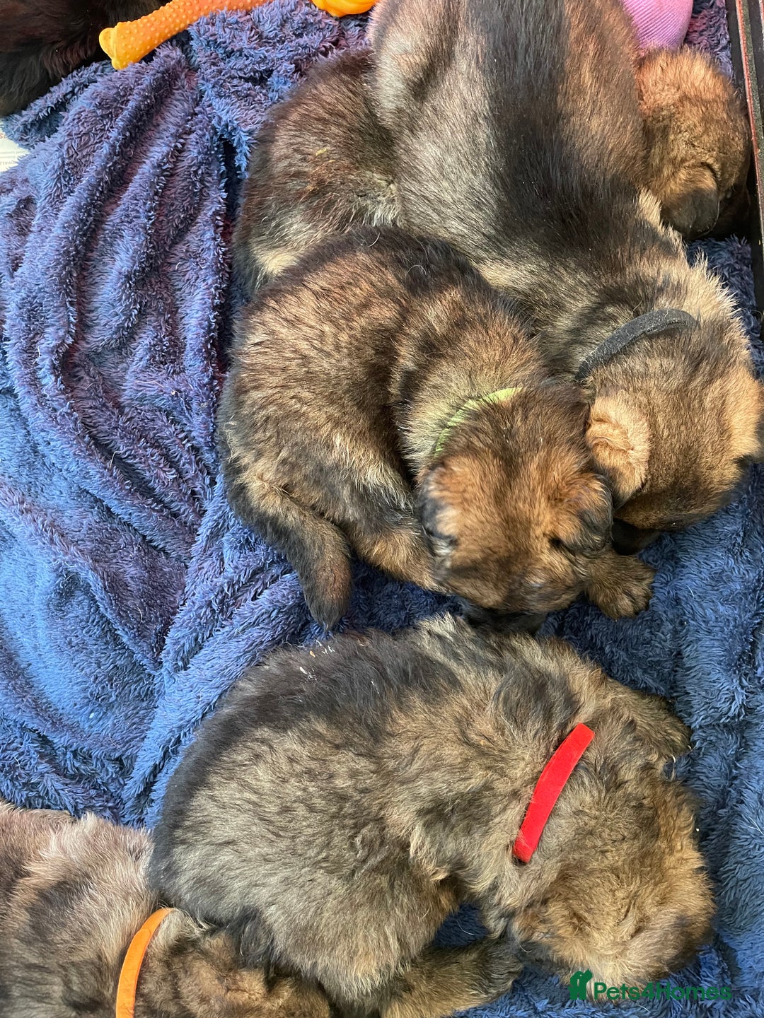 German Shepherd dogs for sale: German shepherd puppies - Stunning - Advert 10