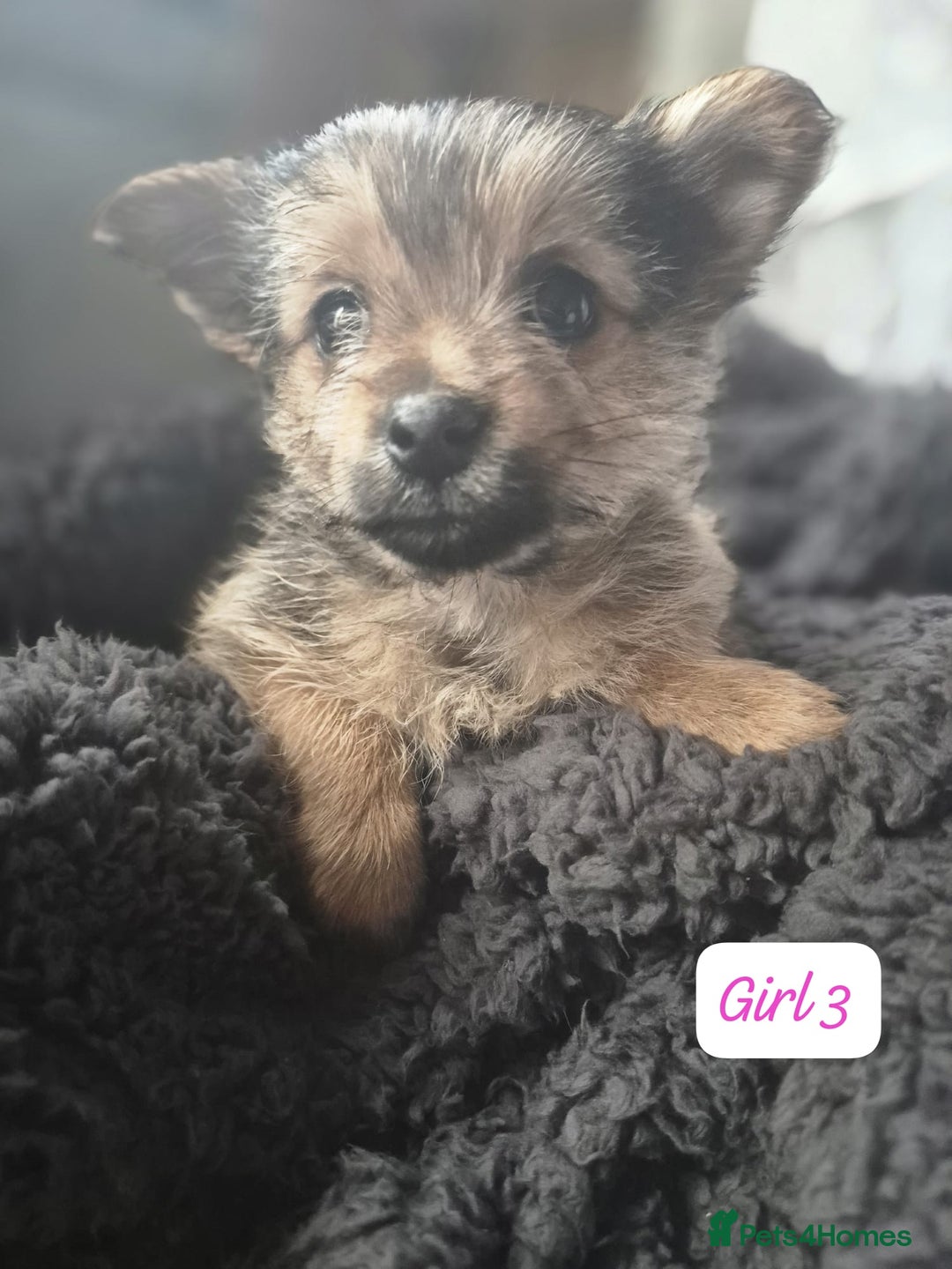 Pomeranian dogs for sale: Pomeranian Puppies - Advert 4