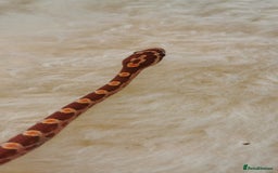 Corn Snake reptiles for sale: Baby corn snakes - Image 10