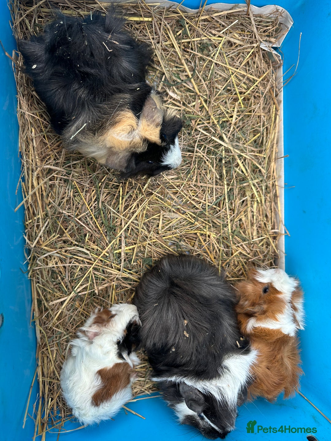 Guinea Pig rodents for sale: Lovely funky haired male guinea pigs. - Advert 2