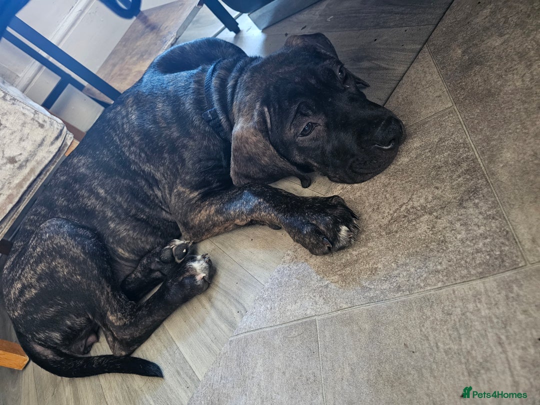 Cane Corso dogs for sale: Cane corso  - Image 2