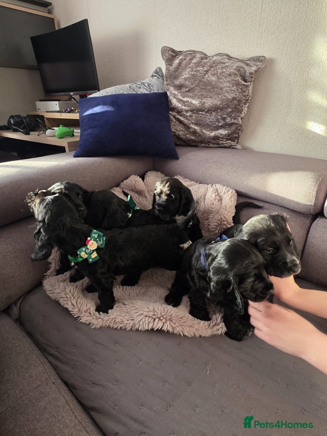 English Springer Spaniel dogs for sale: Spaniel puppies ready to go today!!! - Advert 2