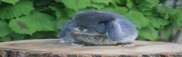 Mini Lop rabbits for sale: Pure bred Mini lop baby rabbits  - Advert 1