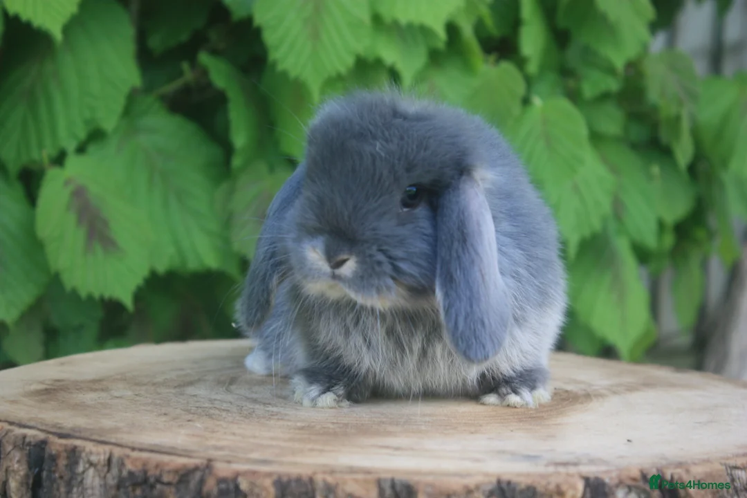 Mini Lop rabbits for sale: Pure bred Mini lop baby rabbits  - Advert 1