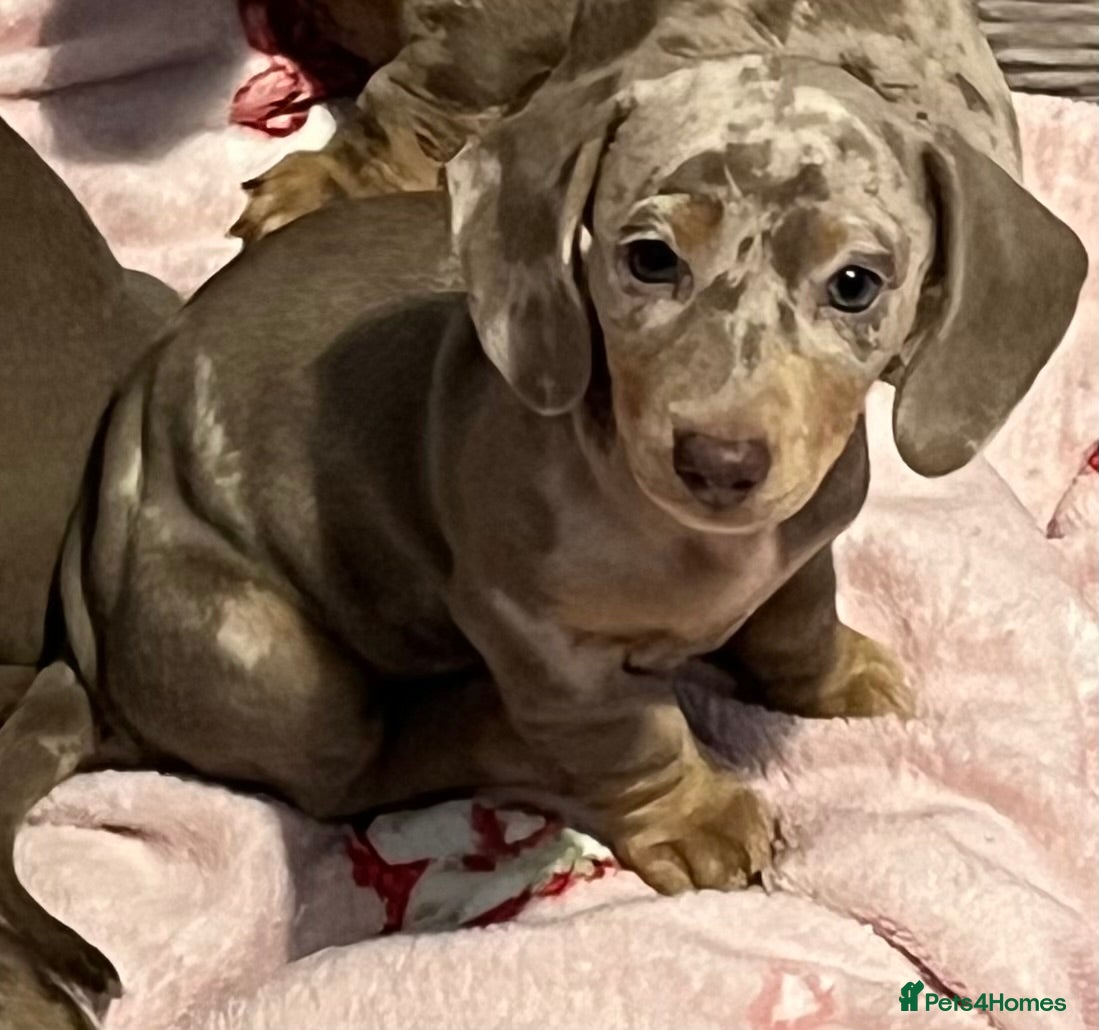 Dachshund dogs Kc miniature dachshund - Advert 2